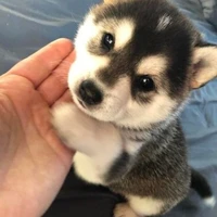 ทาม(หมาของโรส)