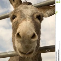 Burro