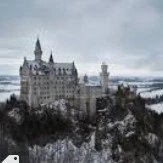 Rei das raposas da neve