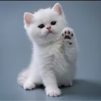 3 maut imut