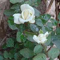 Your Baby Author💕💜💕