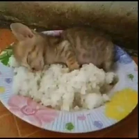 ไอ้แมวสีกรีน(เพื่อนของเพื่อนแอด)