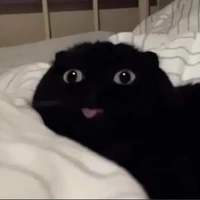 ปลาหยุด