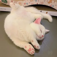 มิเชลล์