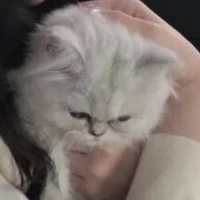 แอด(😾)