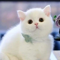 มินิ