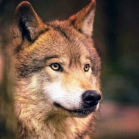 kira ( lobo de tae)