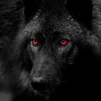 nochu( lobo d jk)