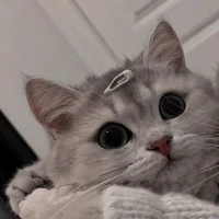 เเมวเหมียว.🐈