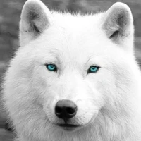lobo de nam