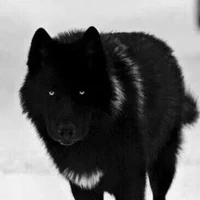 ambers( spirit wolf/ proctor)