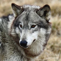 chu- chus( spirit wolf/ proctor)