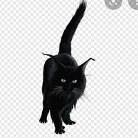 kucing