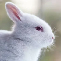 Bun bun