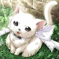 kucing