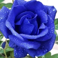 ร.ไรท์