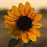 ALL
