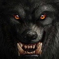 wolfe