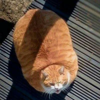 ของขวัญ(เเมวสัตว์เลี้ยงนอ.)