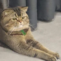 แอดเหมียว