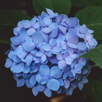 ดอกไฮเดรนเยีย💙