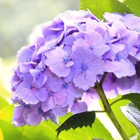 ดอกไฮเดรนเยีย💜