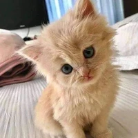 kitto