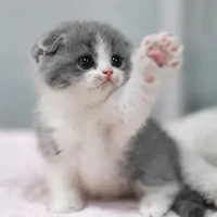 แอดเองง