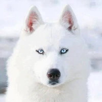 ไวน์{สัตว์เลี้ยงพระเอก}🐶