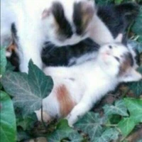 put