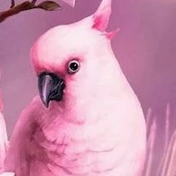 เบเล่