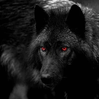 nochu( lobo d jm)