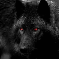 nochu ( lobo d jm)