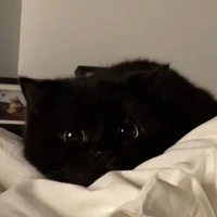 ไนท์