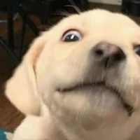 @-🐕
