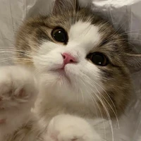 mimi