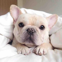 Ozzy Caccini Vacchiano