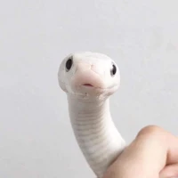 Tayo