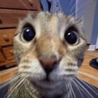Eu/autora