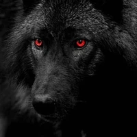 Lobo de Damián