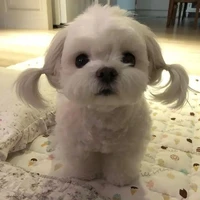 Honey (Kai