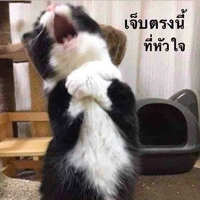 แอดเองงงง