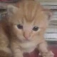 korin