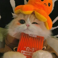 โก้โก้(แมว)