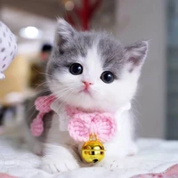 Kitty :- 🐈
