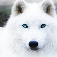 kira ( lobo de j-hope )