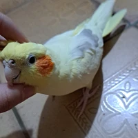 Autora
