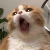 แอด🤪