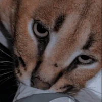 โยโย่