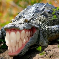 ทหารคุ้มกัน